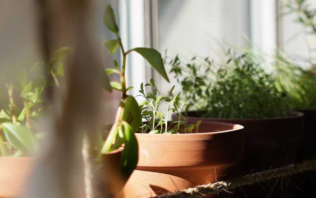 Urban Herb Gardening Season Begins