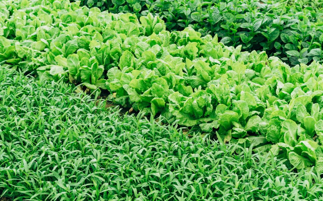 High-Tech Greenhouses