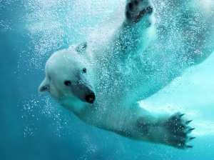 Polar Bear Underwater Attack