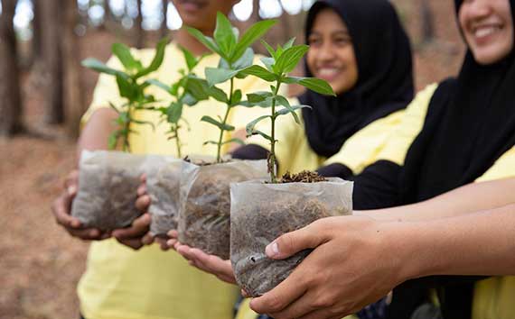 Tree-Planting Offsets Holding up New Plants