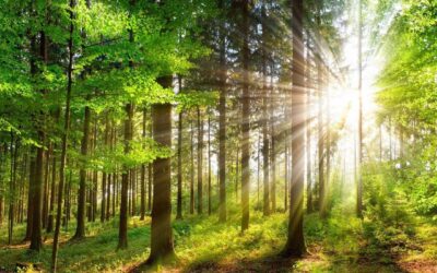 How Reforestation Can Make Earth a Healthier Place to Live