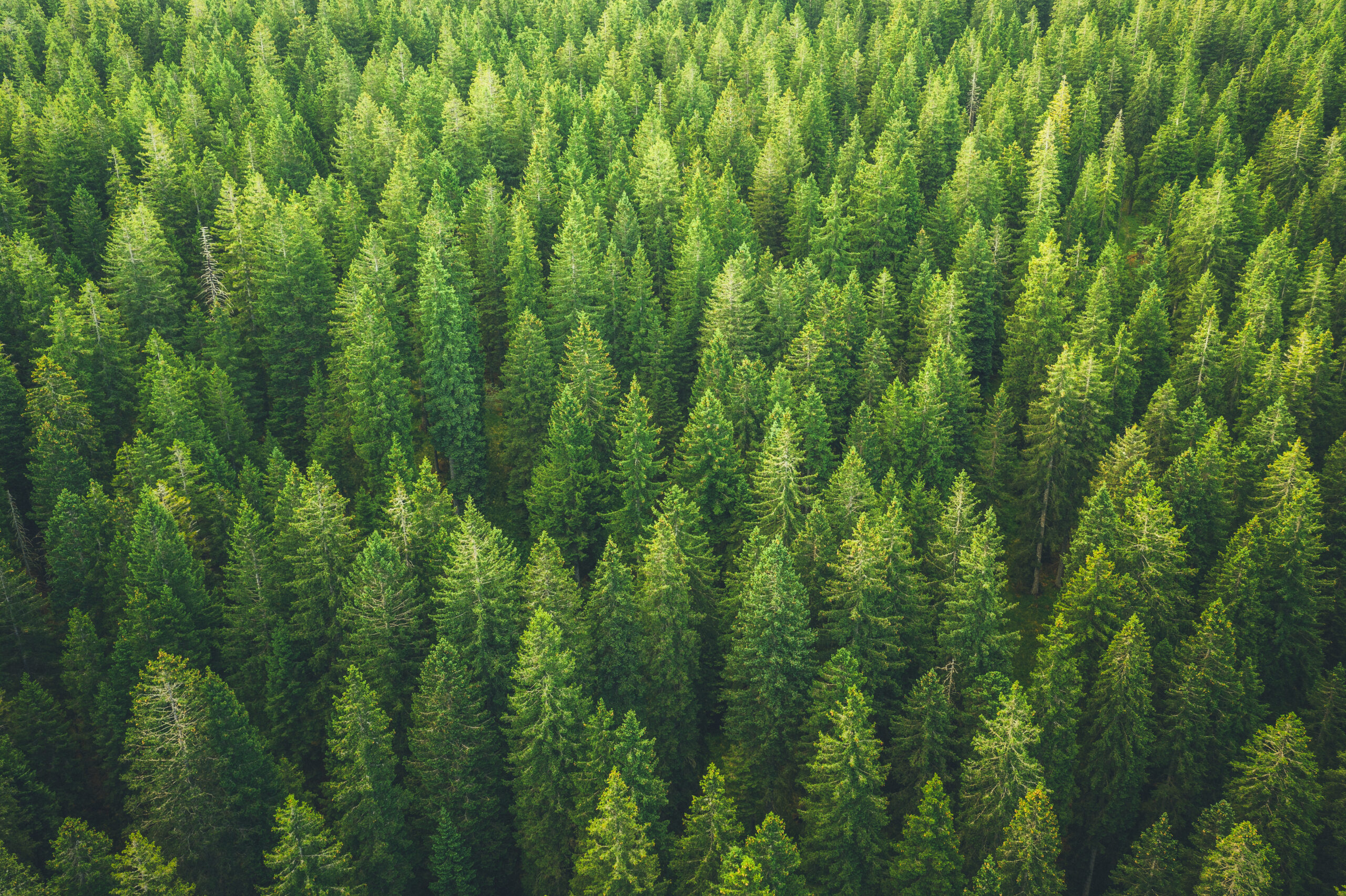 Green Forest Net Zero Photo Showing Birds Eye View of Forest Car Traveling