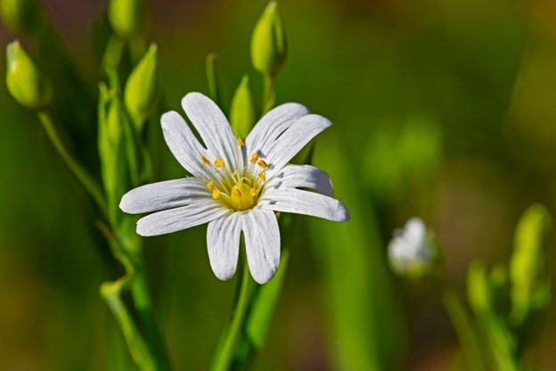 Extinct White Flower