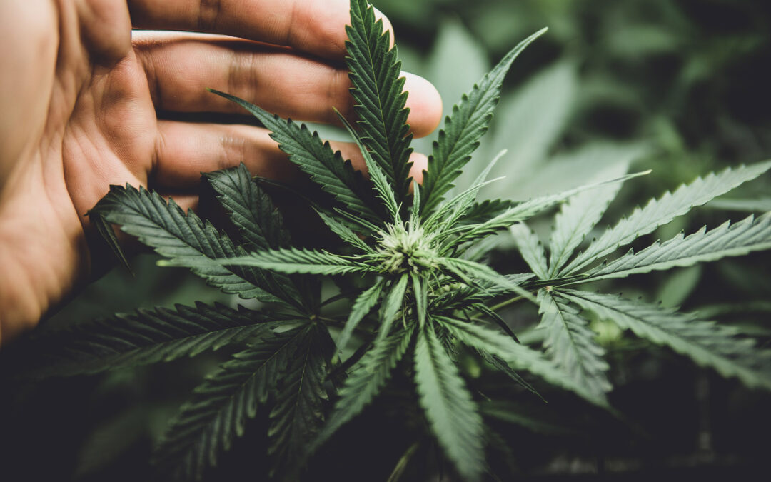 Going Green: Sustainability in the Cannabis Industry