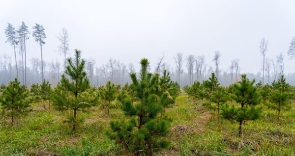 Environment Trees in Nature