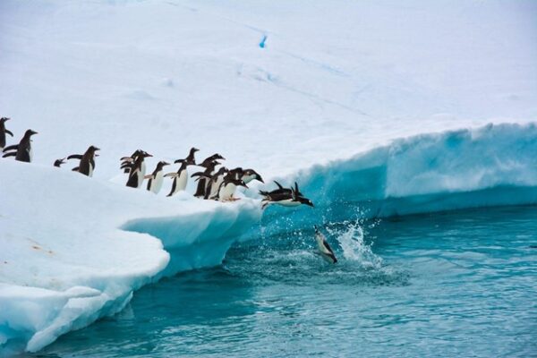 South Pole Image go Penguins Diving