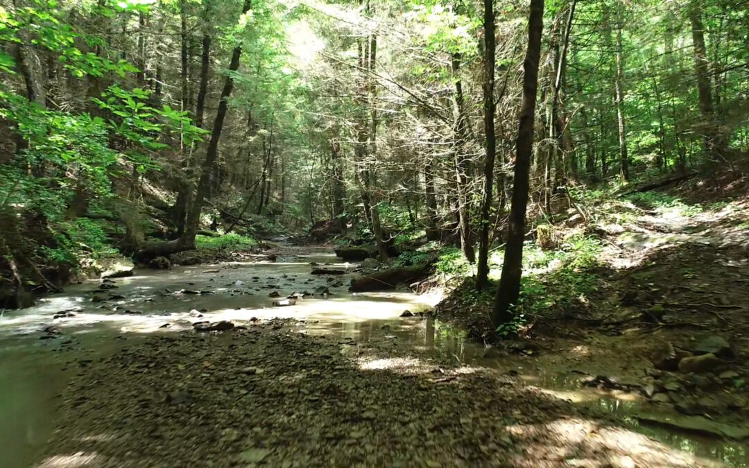 Elk Forestry Project