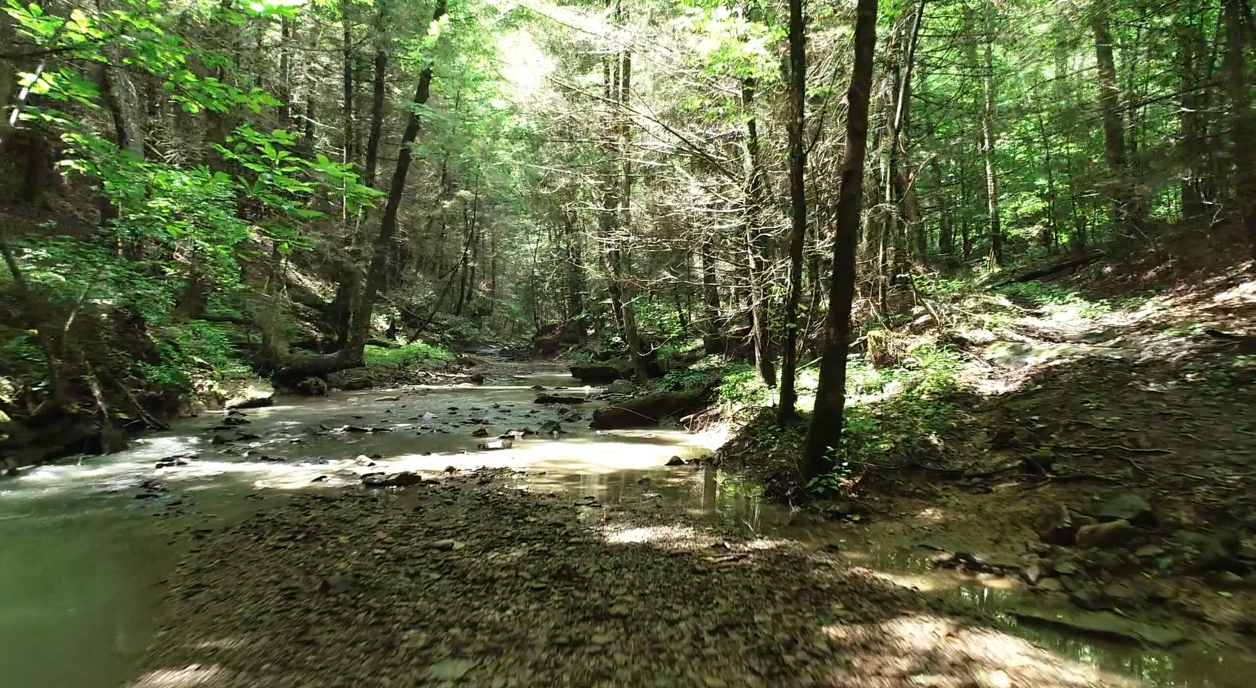 Elk Forestry Project