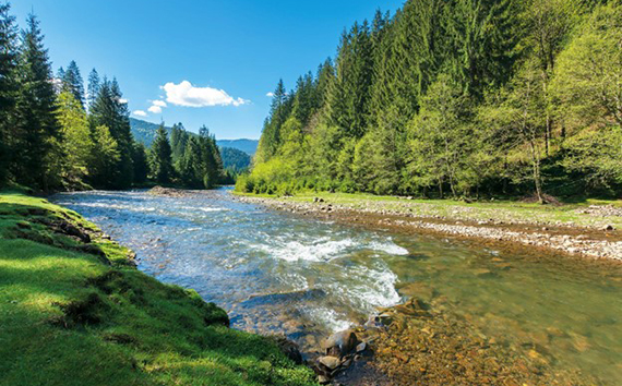 Nature Image of Stream in Forest