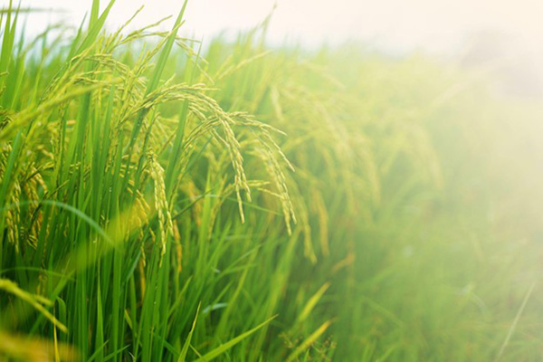 Green Field Blowing in Wind Environmental Concerns