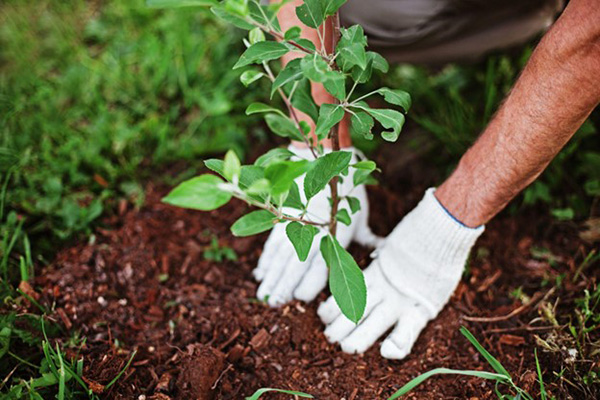 Carbon Credits Planting New Growth Offset Carbon