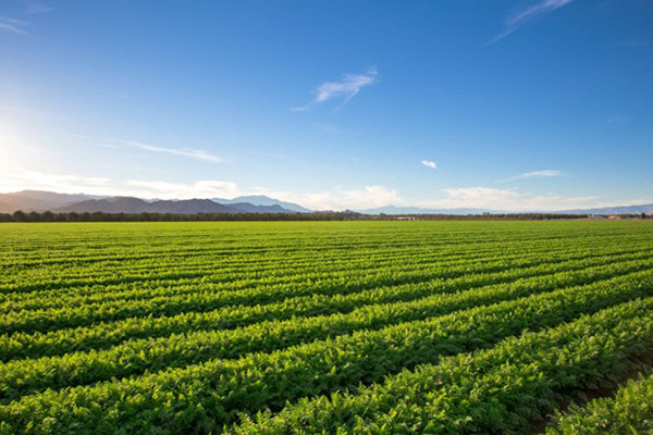 Carbon Credits To Support Green Pasture