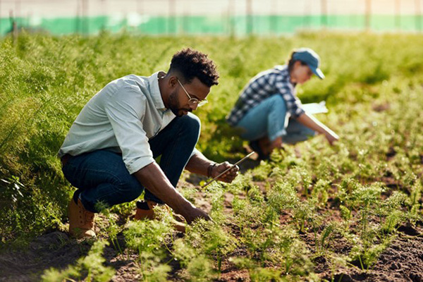 Planting to Earn Money for Carbon Credits