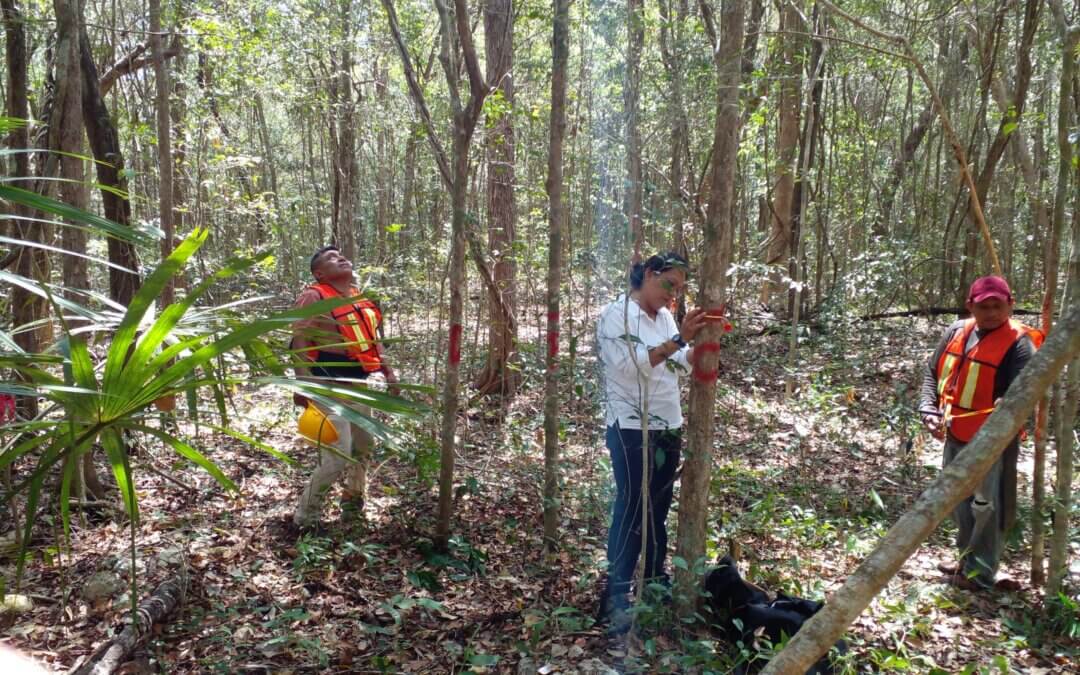 Restauración Forestal