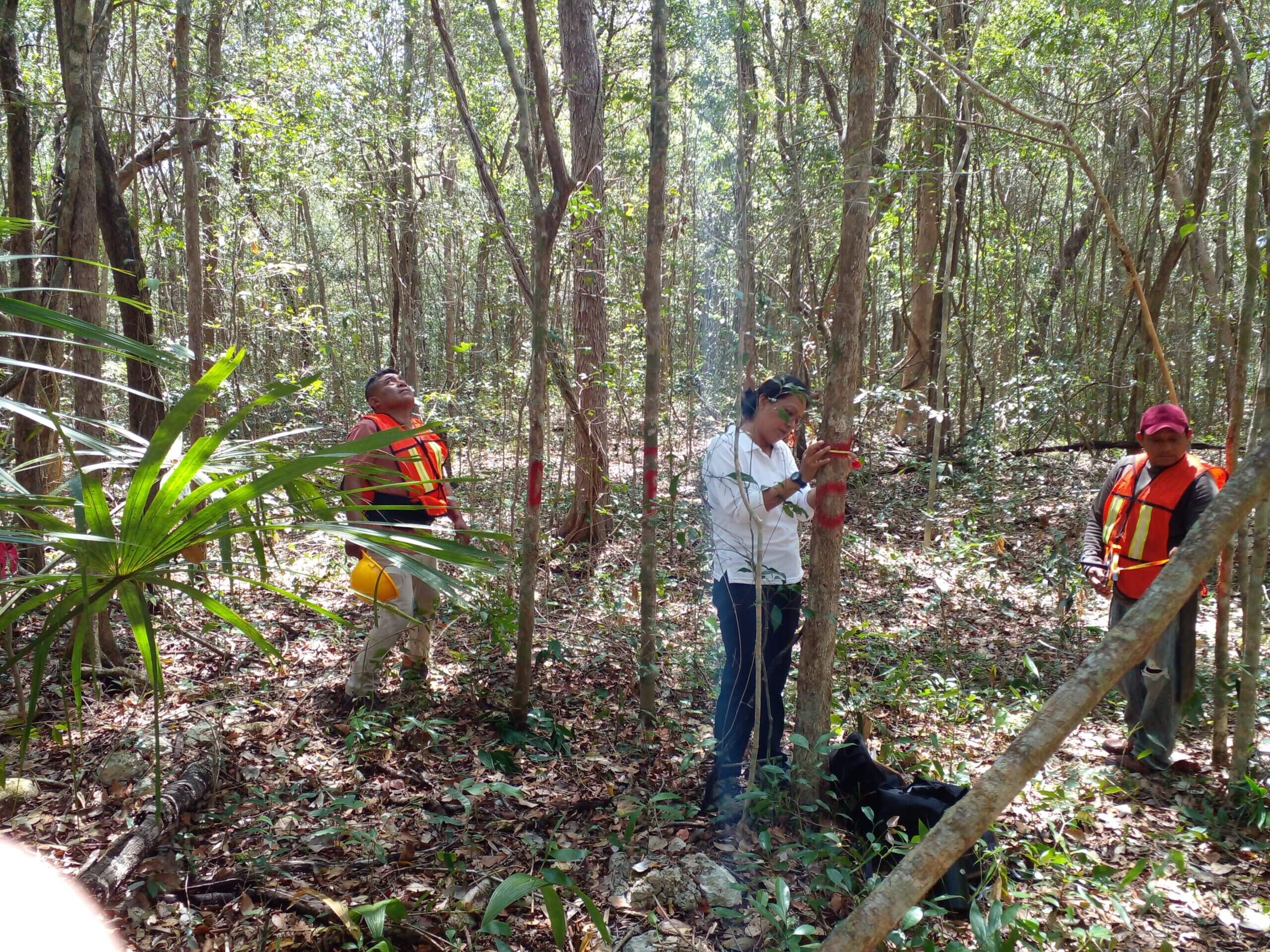 Restauración Forestal Projects