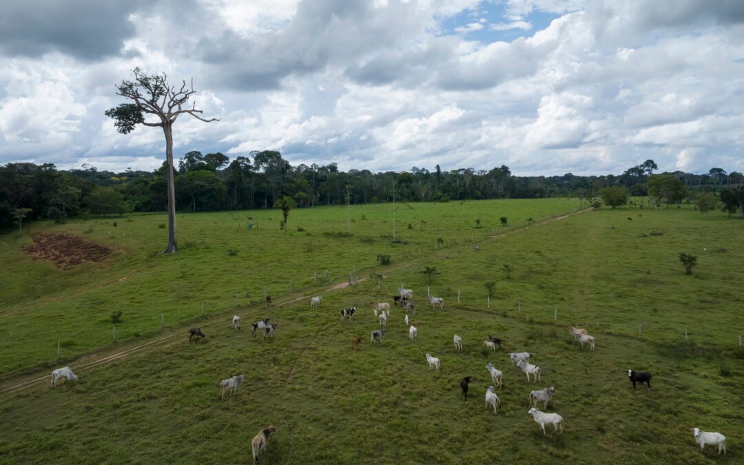 Tahuamanu Amazon REDD Project