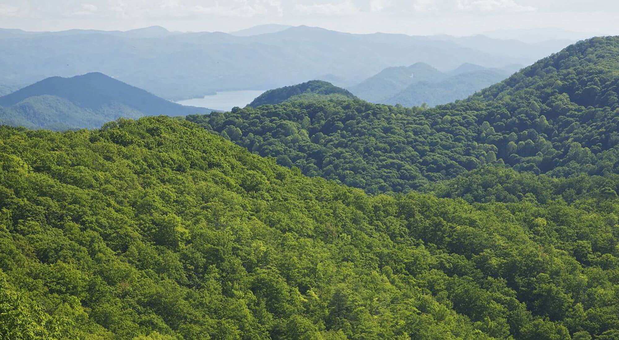 Doe Mountain Forestry Project