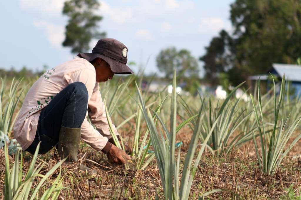 Rimba Raya Biodiversity Reserve Project