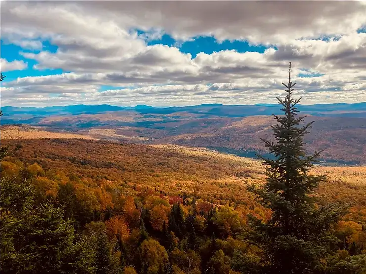 Quebec Forestry Sector Carbon Sequestration Grouped Project – PIVOT