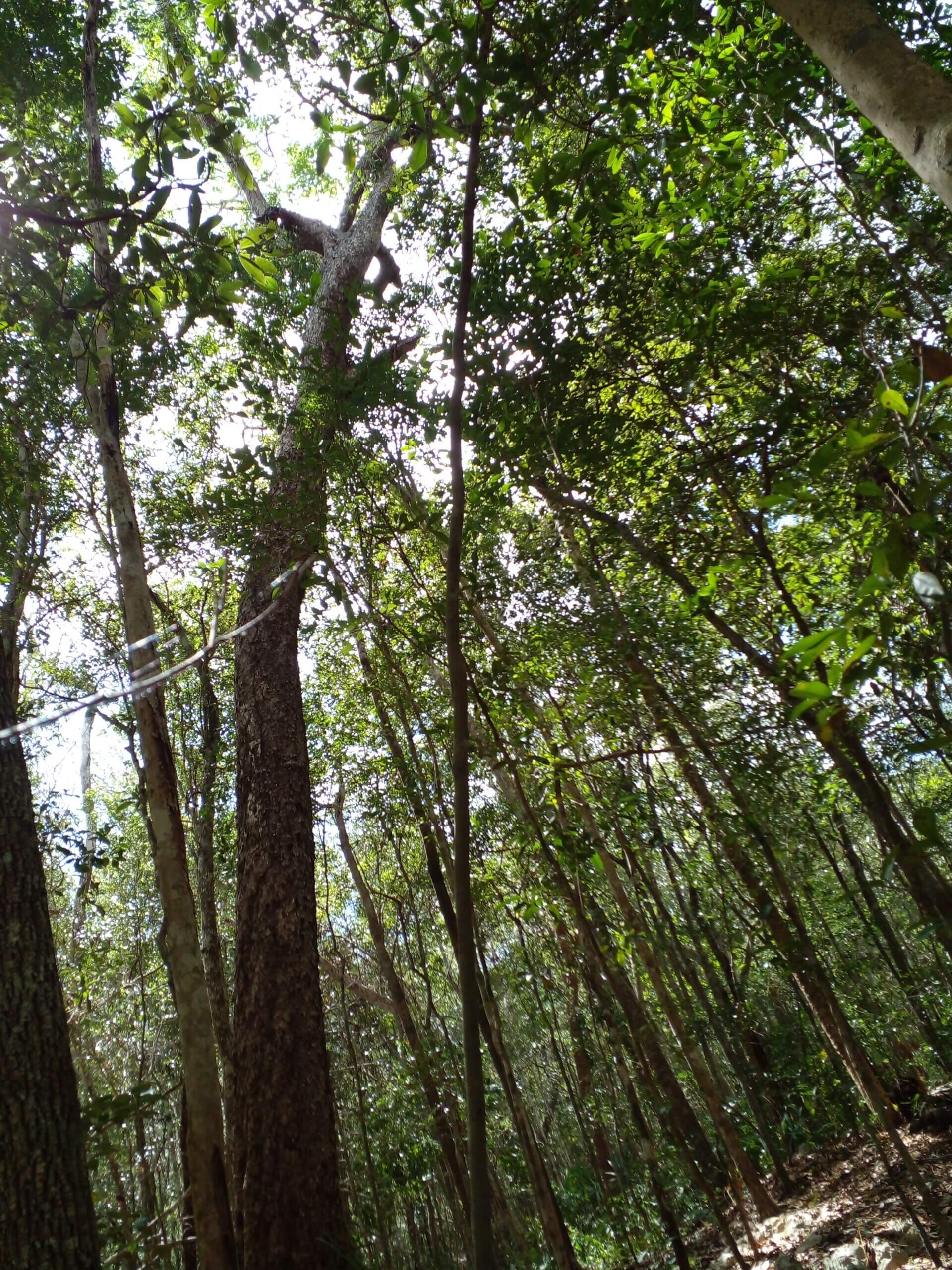 Restauración Forestal