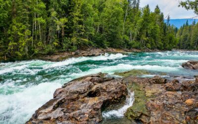 Beyond Carbon Credits: A Guide to the Expanding World of Environmental Credits