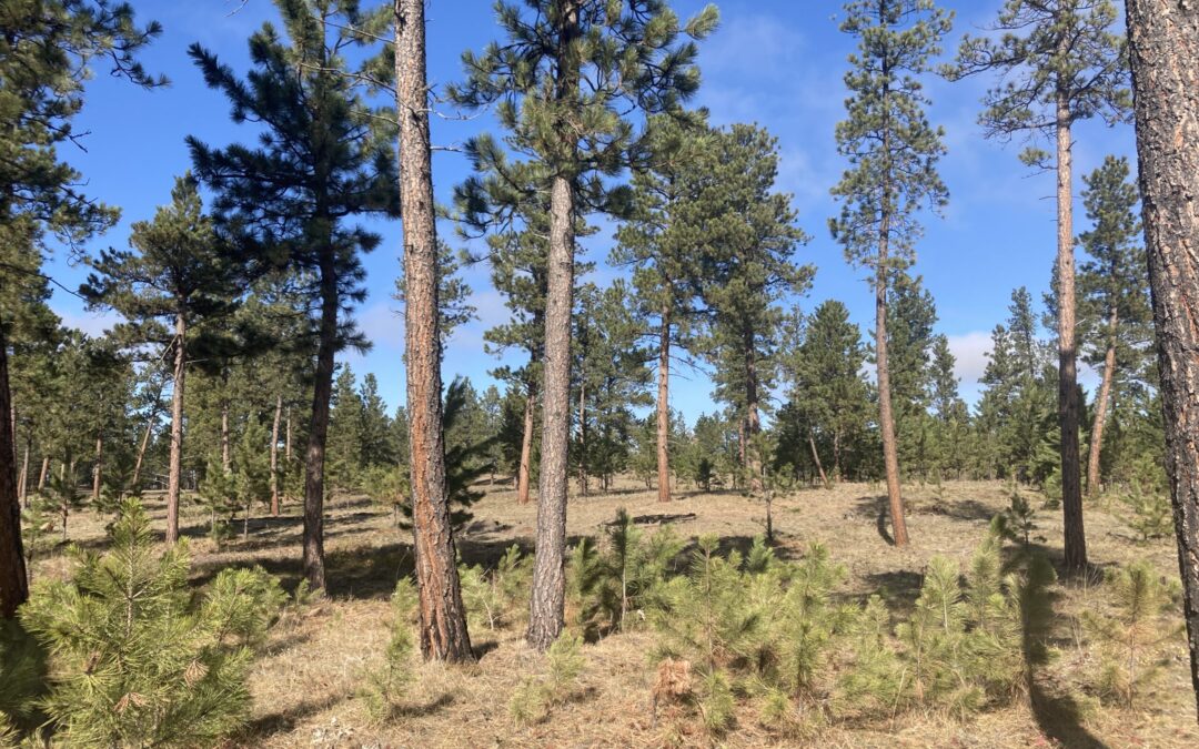 Northern Cheyenne Forest Carbon Project