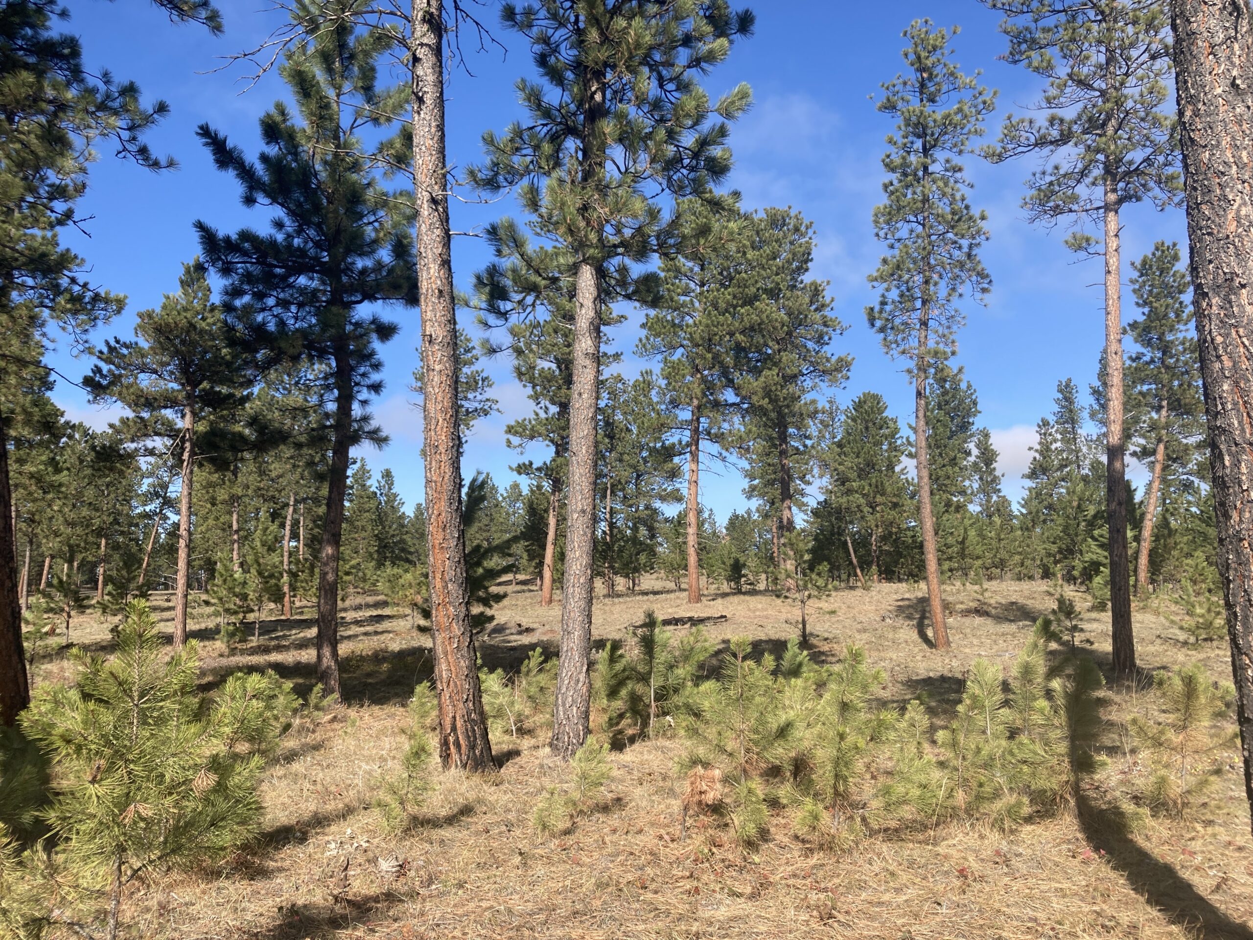 Northern Cheyenne Forest Carbon Project