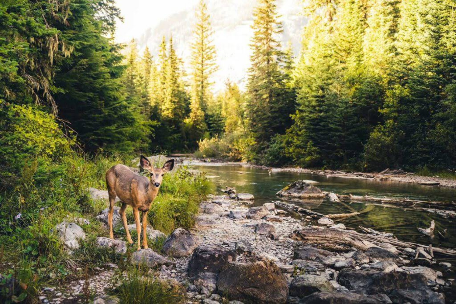 Terrapass Webinars 1 Deer by a serene riverbank.